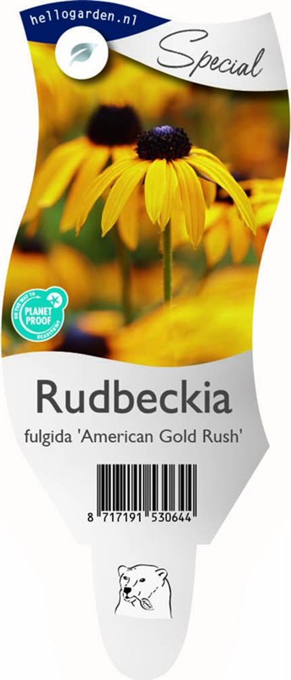 Rudbeckia f. 'American Gold Rush' - P11